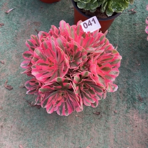 041粉女巫多肉植物