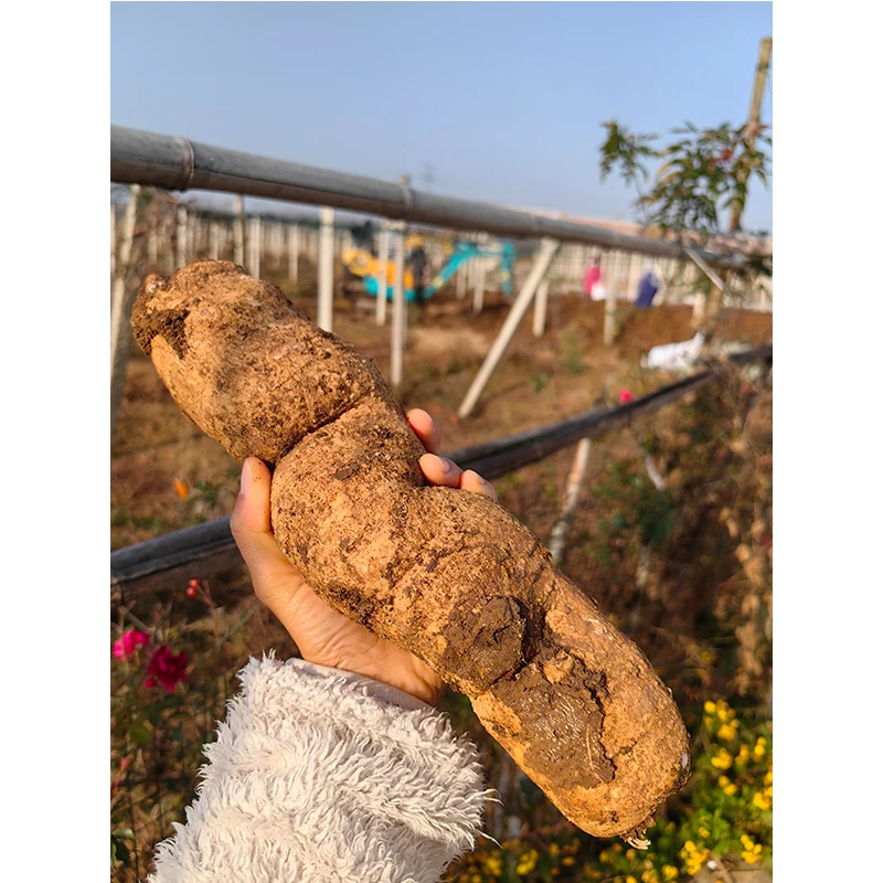 瓜蒌根，不吃糖多吃瓜蒌根，当季现挖，新鲜的瓜蒌根，晒干泡茶煮茶