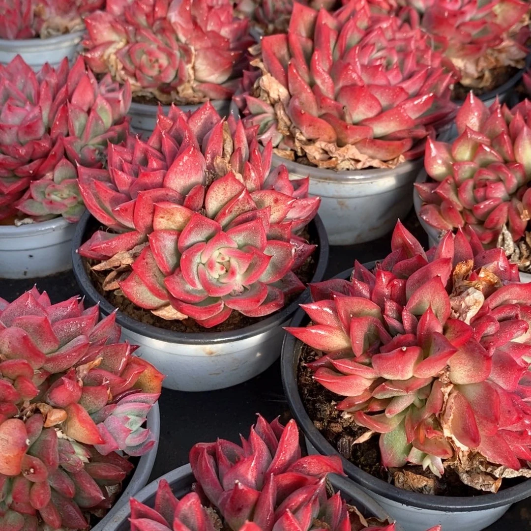 127弗洛瑞安娜群生 福利多多