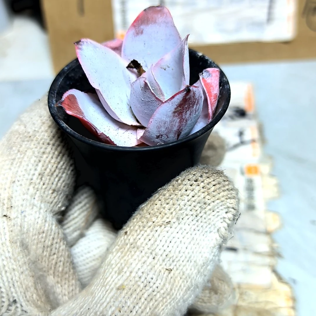 满9元包邮，广寒宫小苗