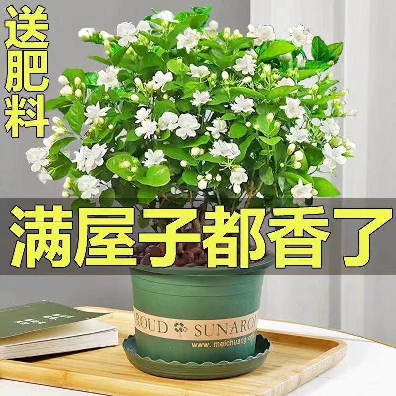 茉莉花盆栽重瓣浓香开花四季不断好养室内外都可以栽种的花卉绿植