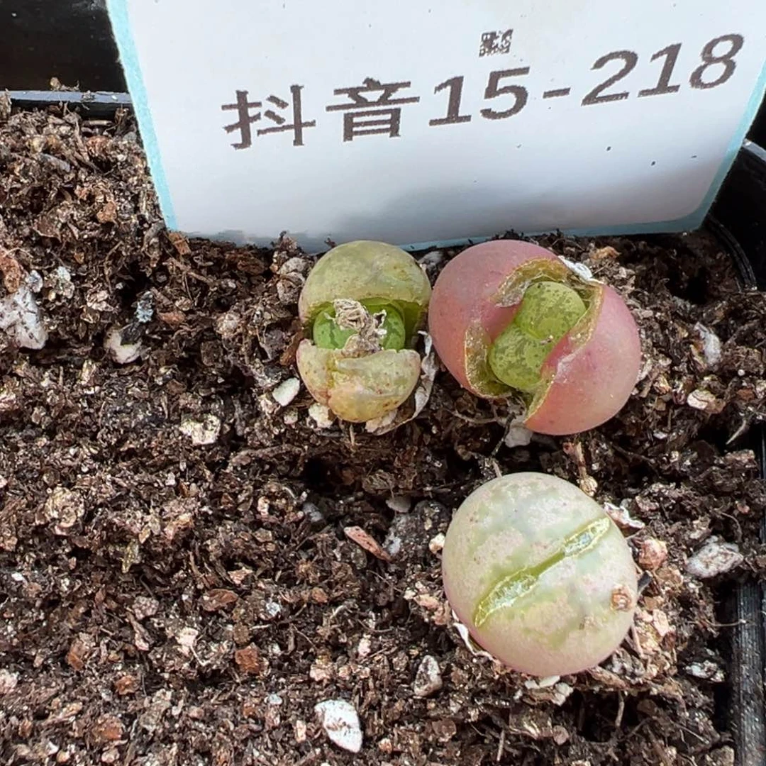 15-218量拍毛杂一颗