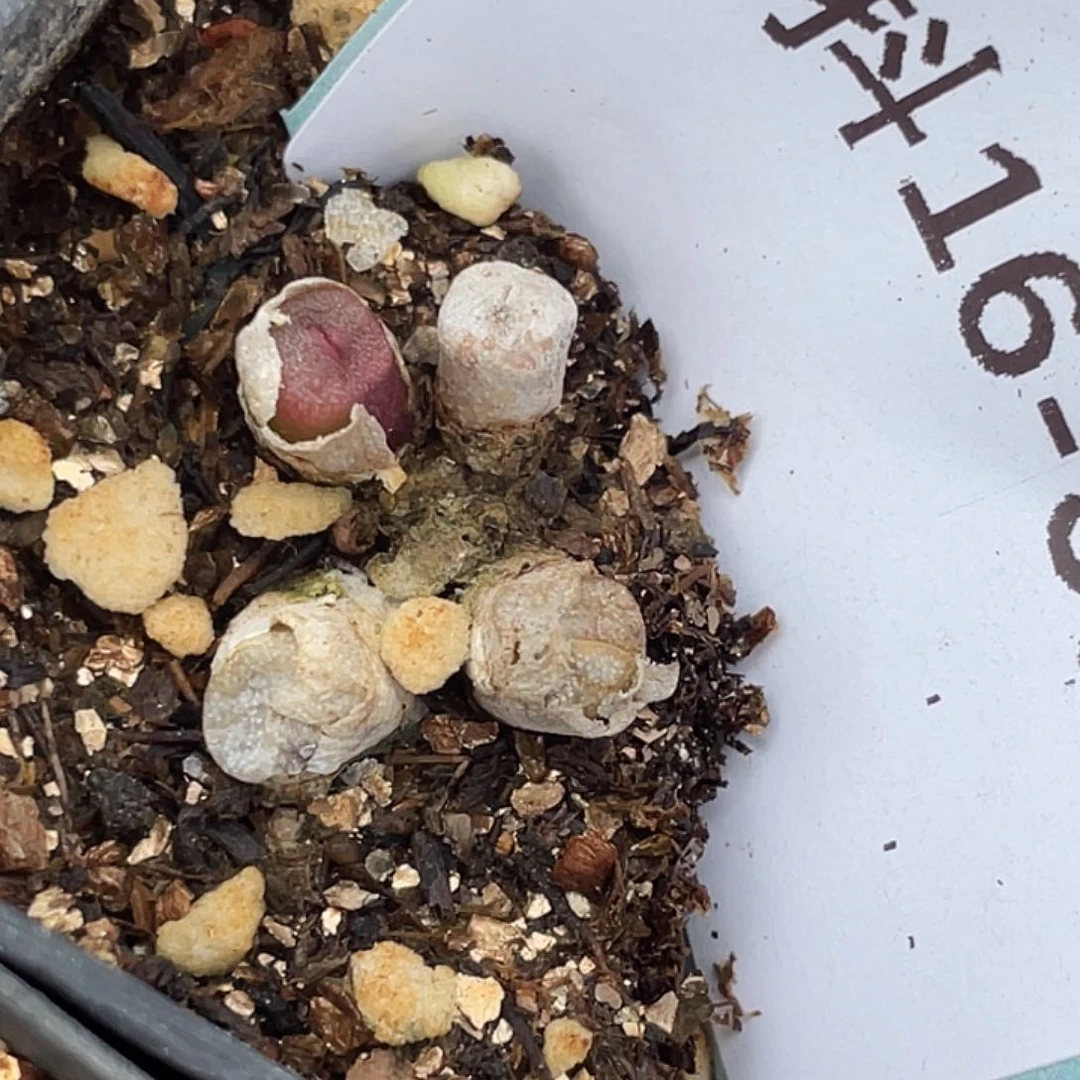 16-33方糖多肉植物