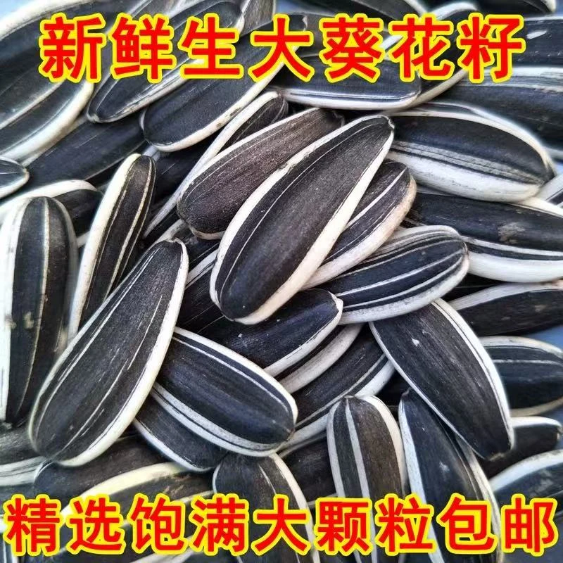 363原味熟瓜子内蒙古原味大瓜子葵花籽大颗粒熟瓜子炒瓜子休闲