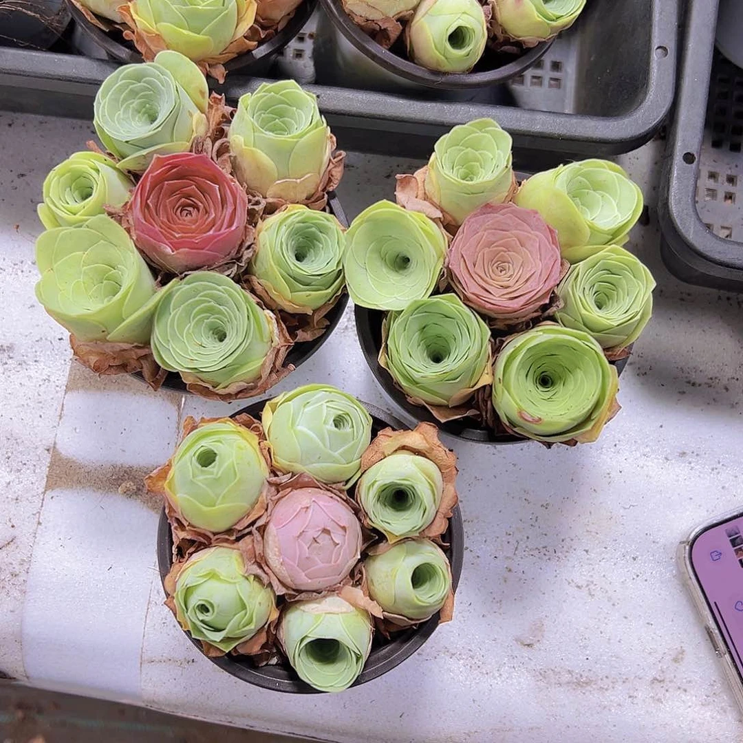 9厘米盆七龙珠组合3盆