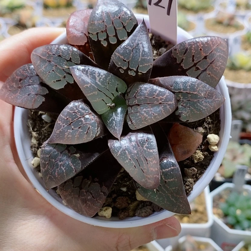 【闪购商品】127实生克