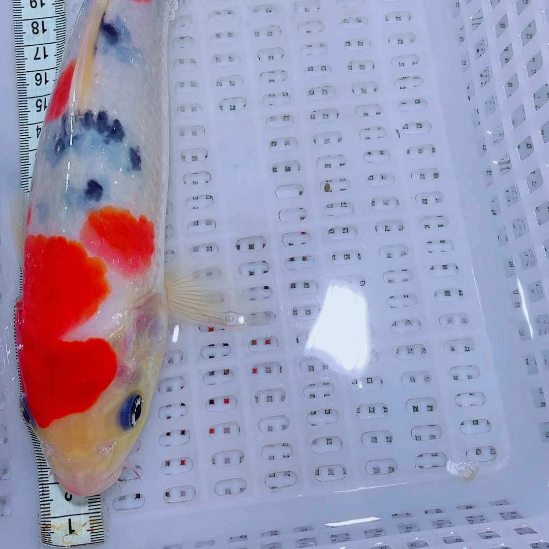 锦鲤12 包邮锦鲤观赏鱼