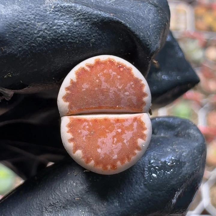 生石花111111。  1公分3。  275