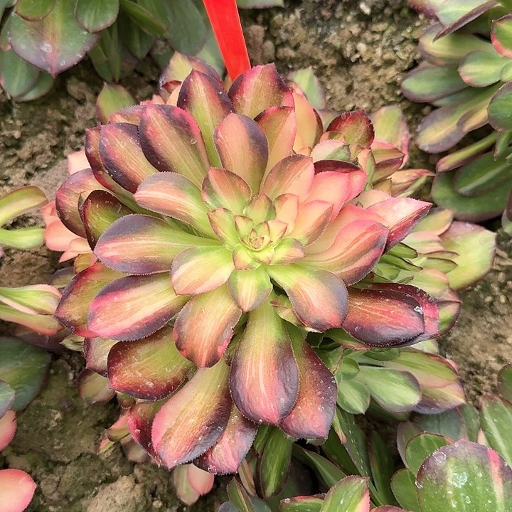 5-50流星雨多肉法师