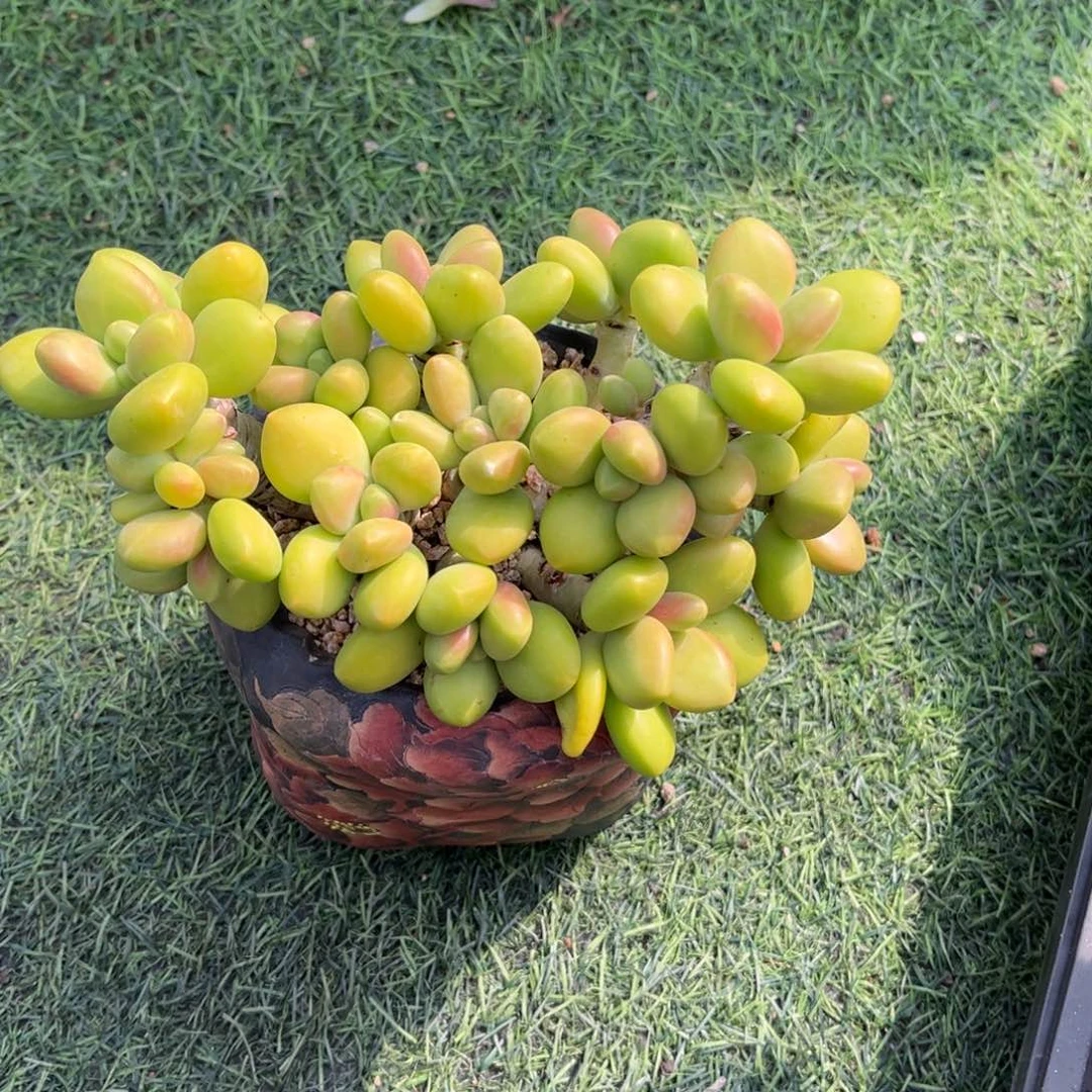 芒果奶老桩一物一拍
