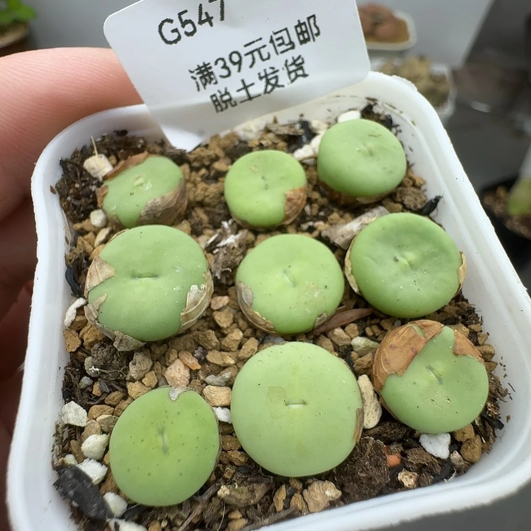 547哈哈哈哈哈哈哈哈哈