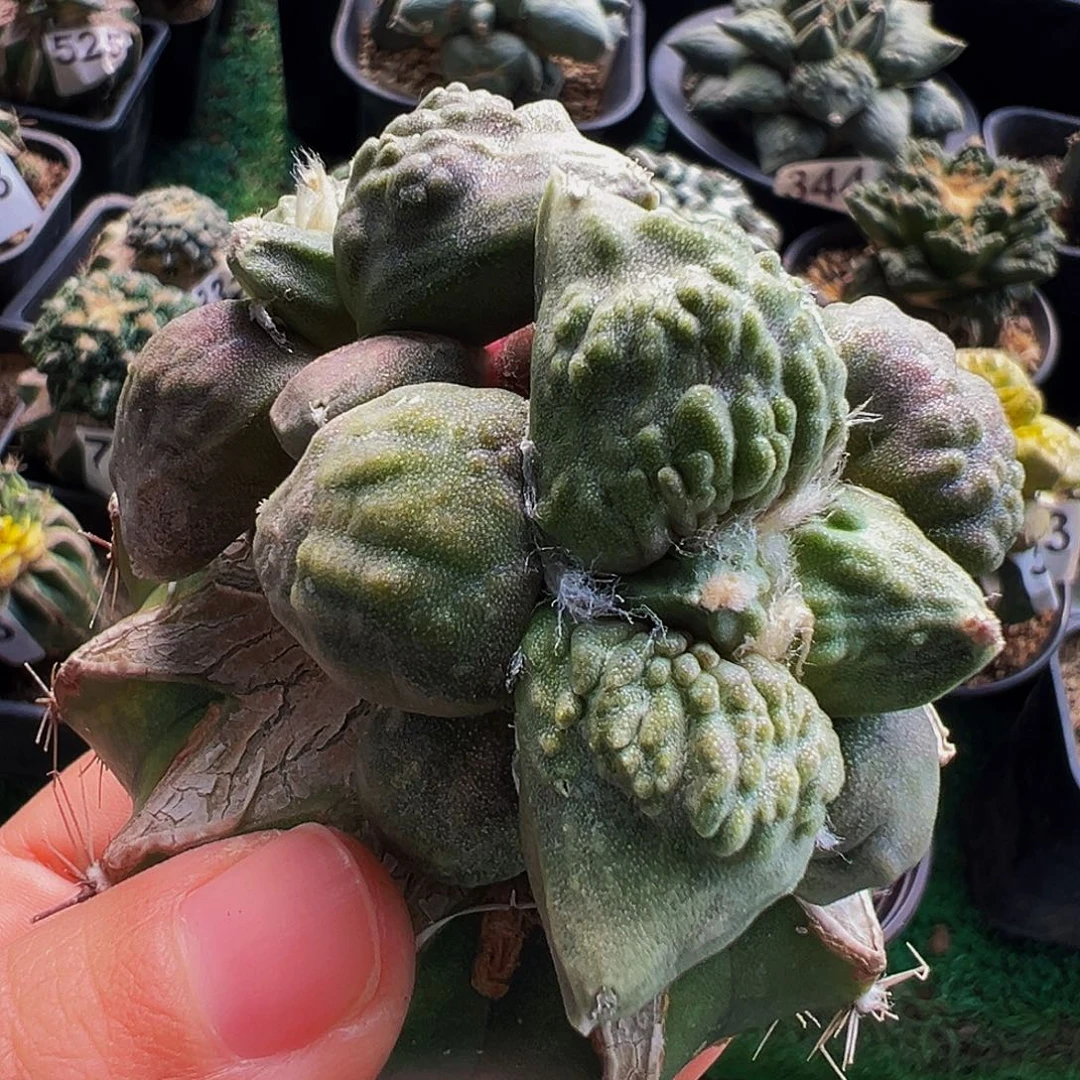 无花朵福利大尤怒涛牡丹780