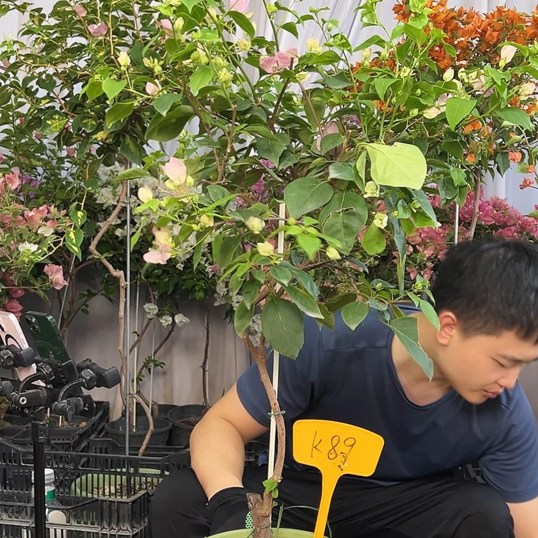 用***8当前无花栽培后可以开花K89广红英