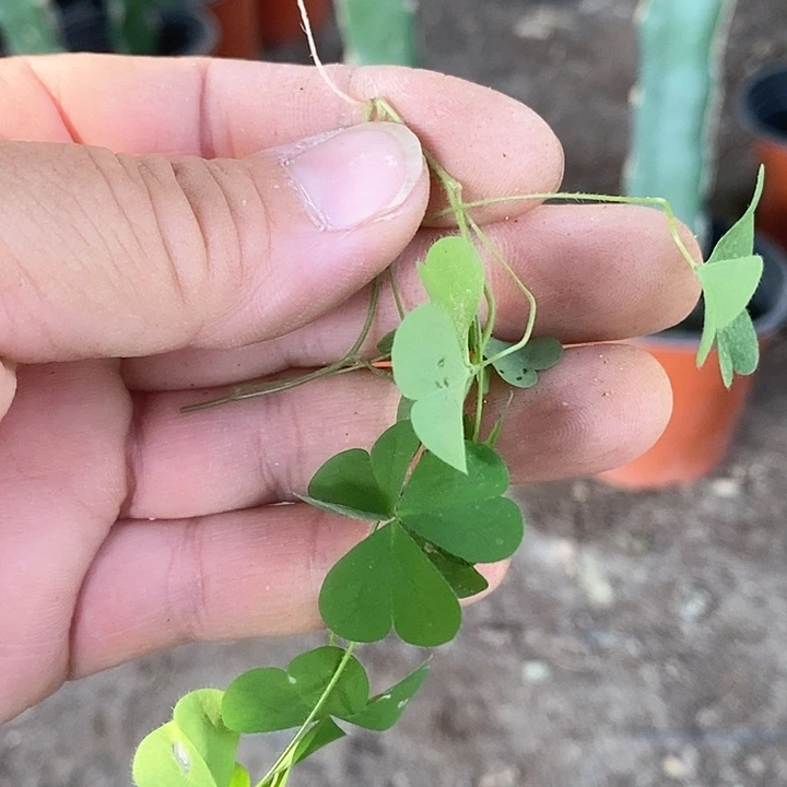 无花朵花多多1号一斤新疆不包邮