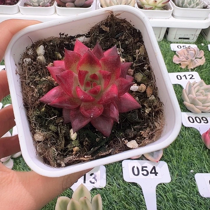 罗宾锦一颗一物一拍