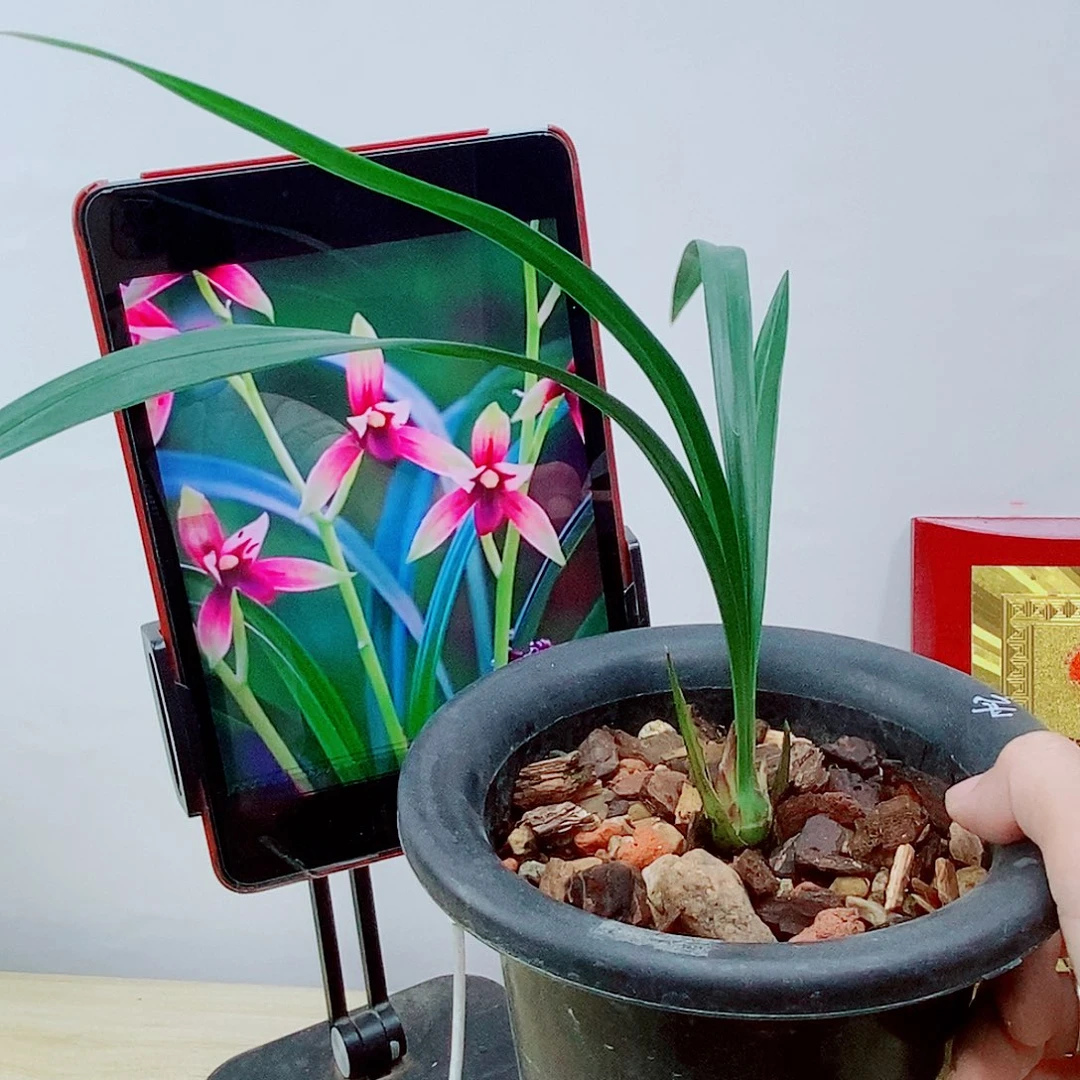 当前无花栽培后可以开花