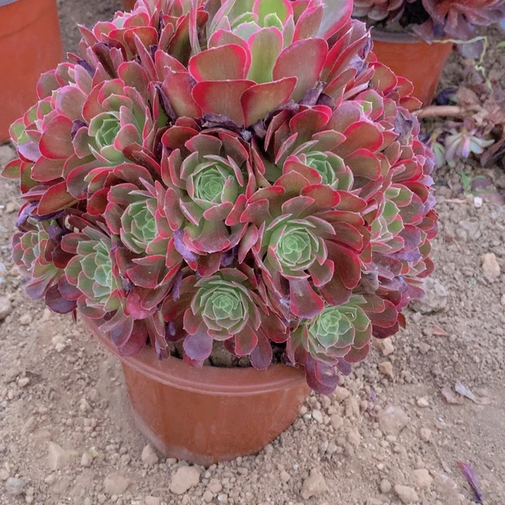 丫****单625多肉植物安娜