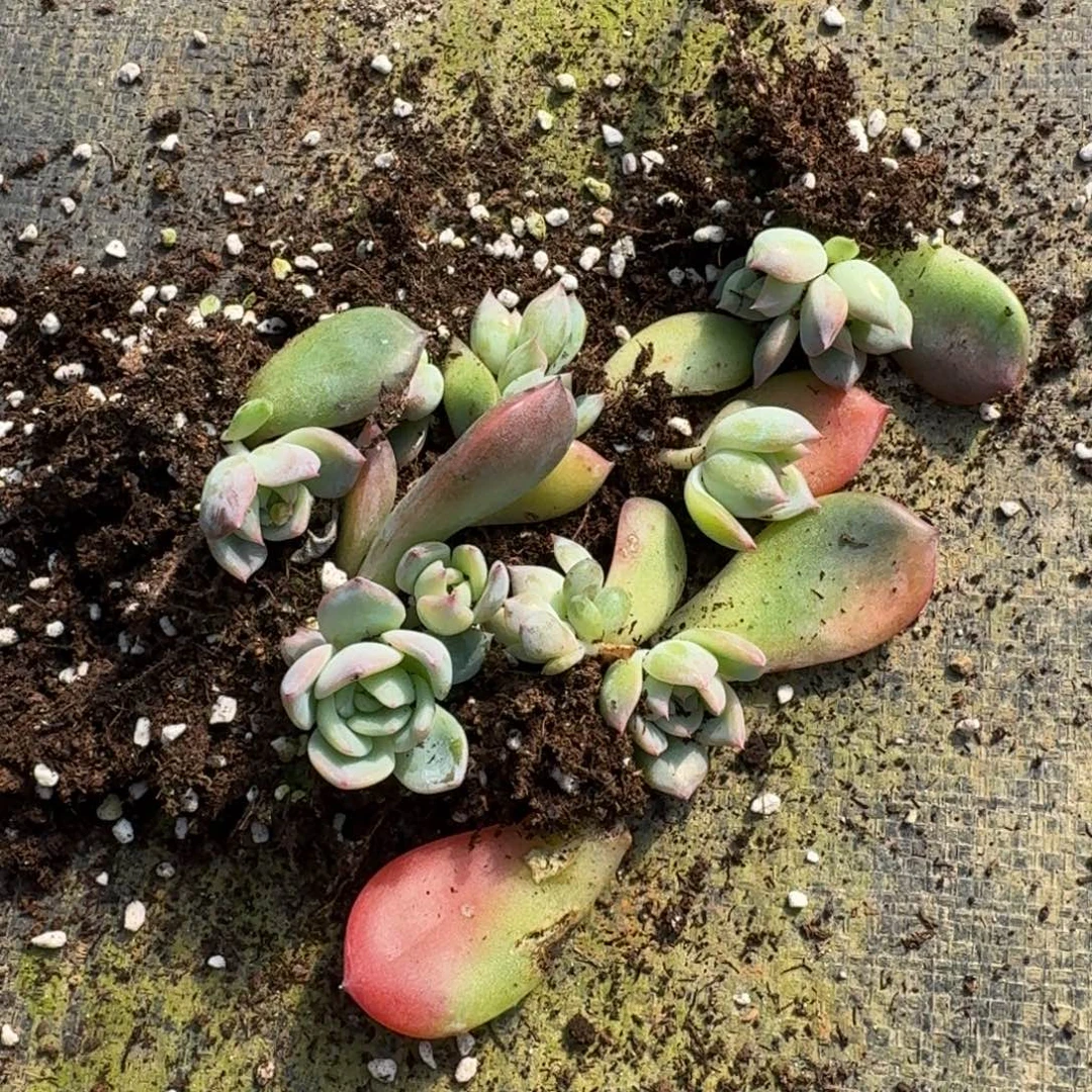 红鸾叶插小苗十棵量拍6-27