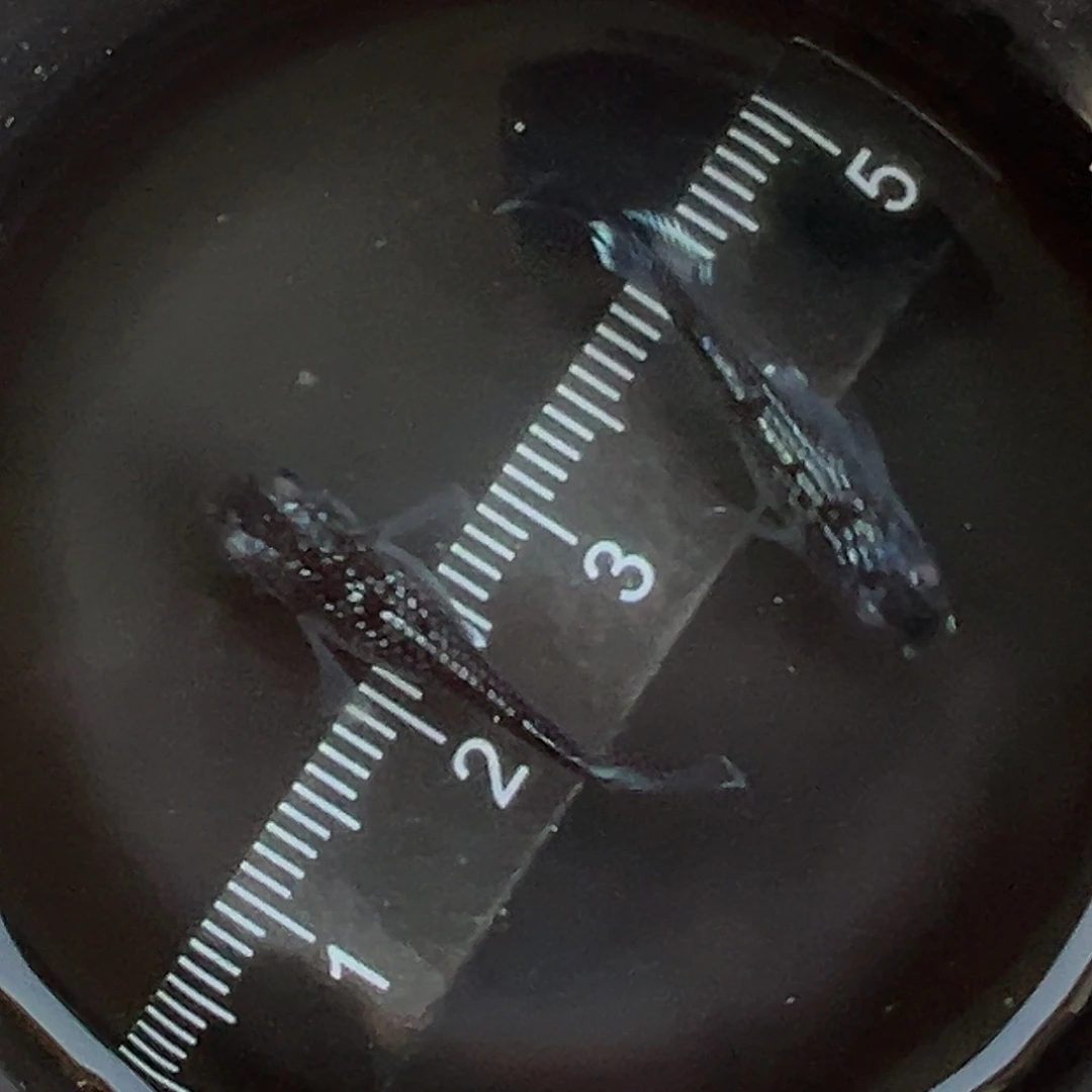 青鳉竞拍11号流银御卫一对