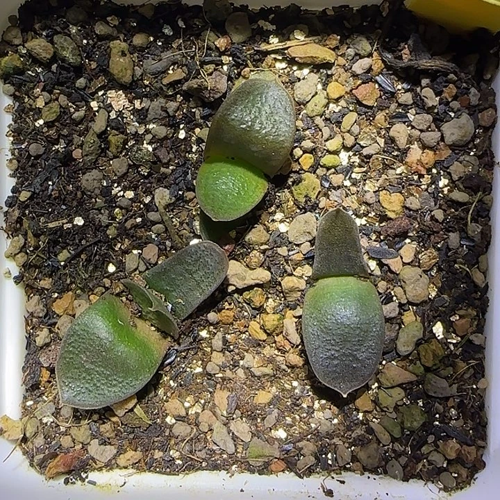 特军配无锦实生苗