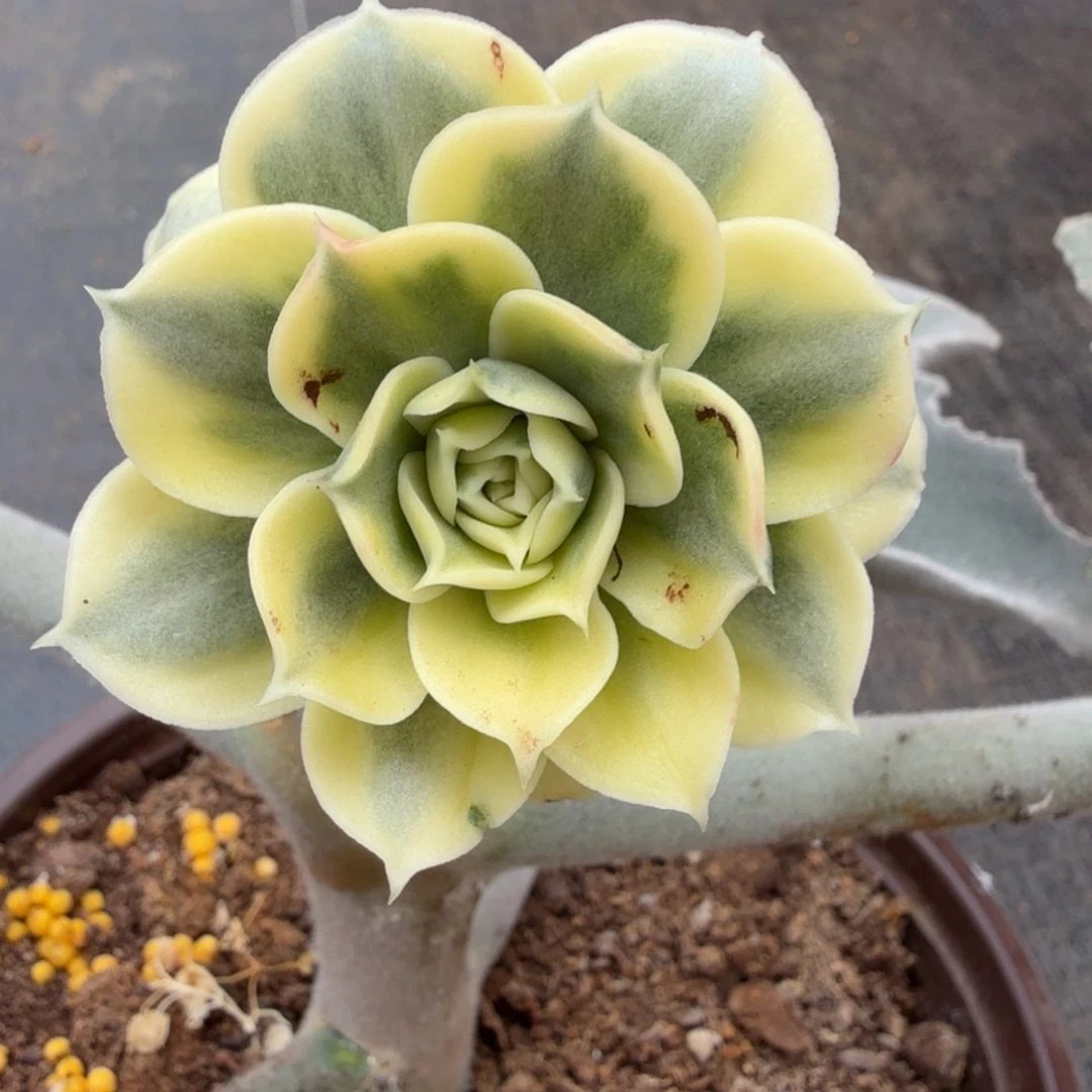 海***，澳洲罗西马锦上园艺一物一拍