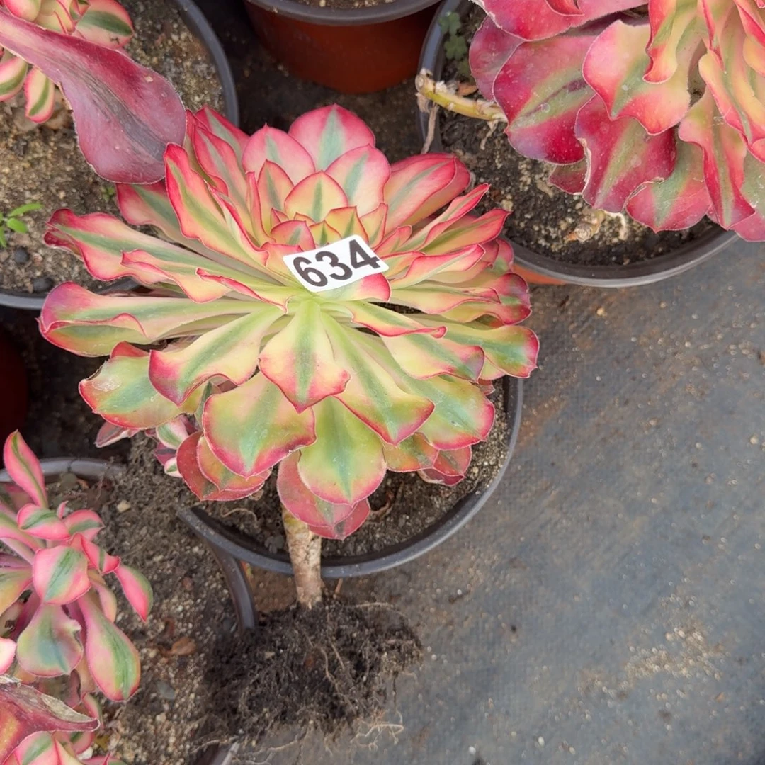 634多肉植物爱丽丝杆空了特价