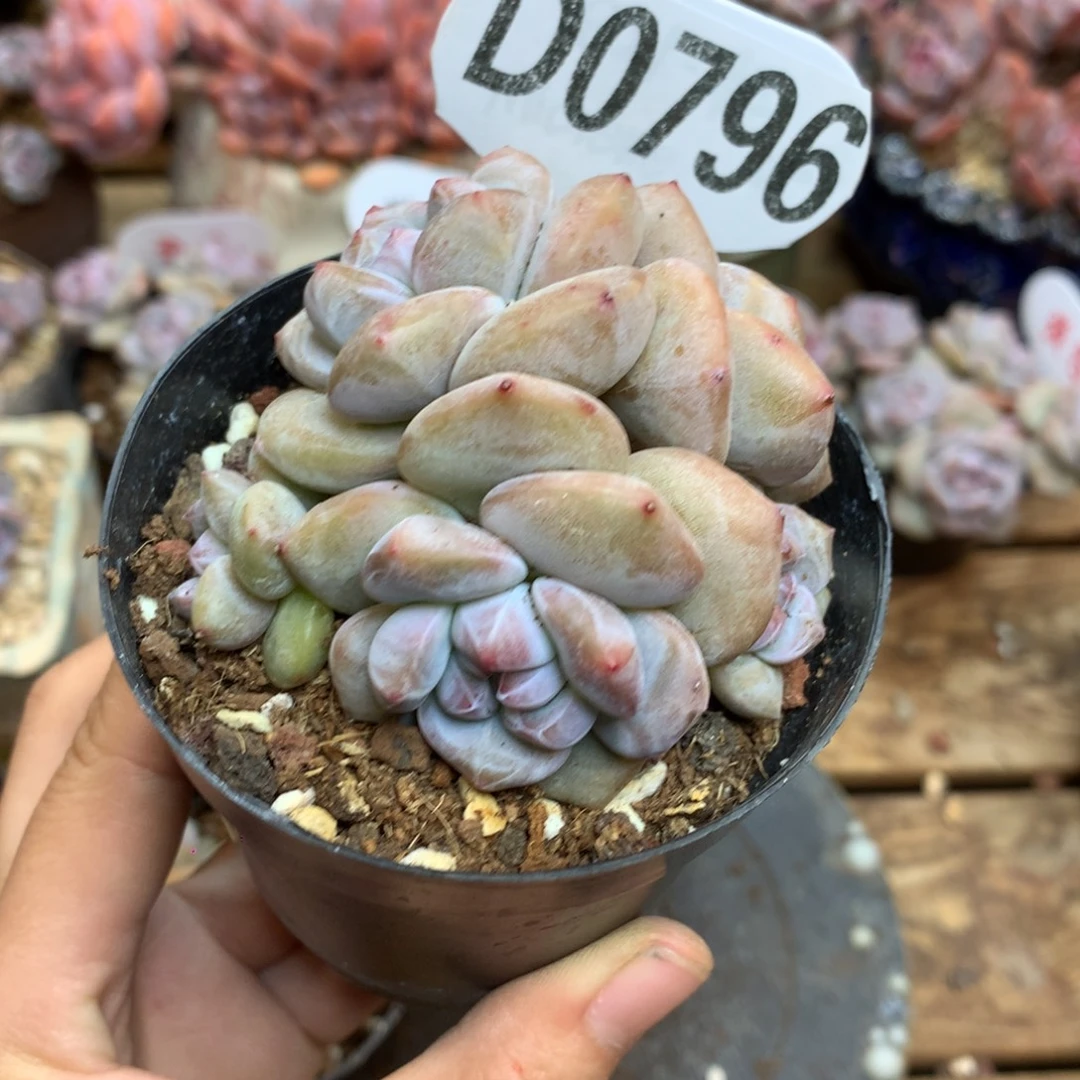 忍****D0796 忍冬 专拍突尼斯