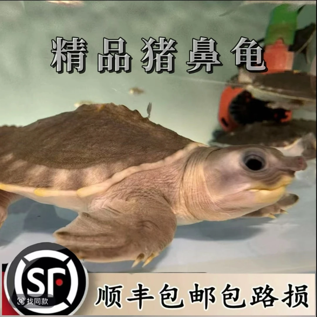 猪鼻龟精品大高背
