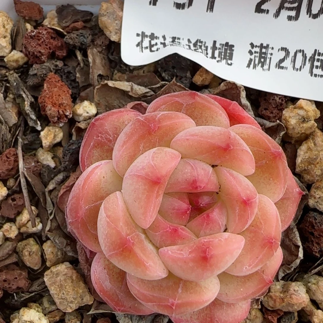 花语逸境0209-731