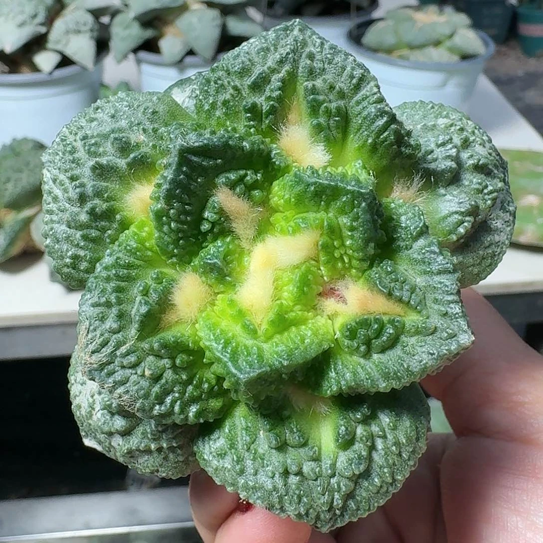 【闪购商品】无花朵龟甲怒涛574