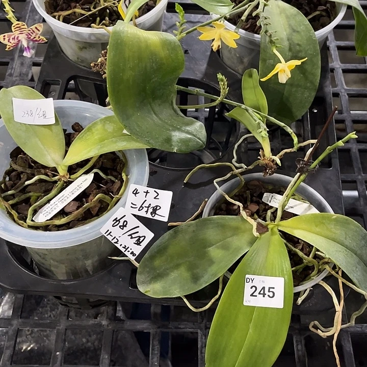 全部花苞245 叶黄烂根裸根发货任何理由都不售后