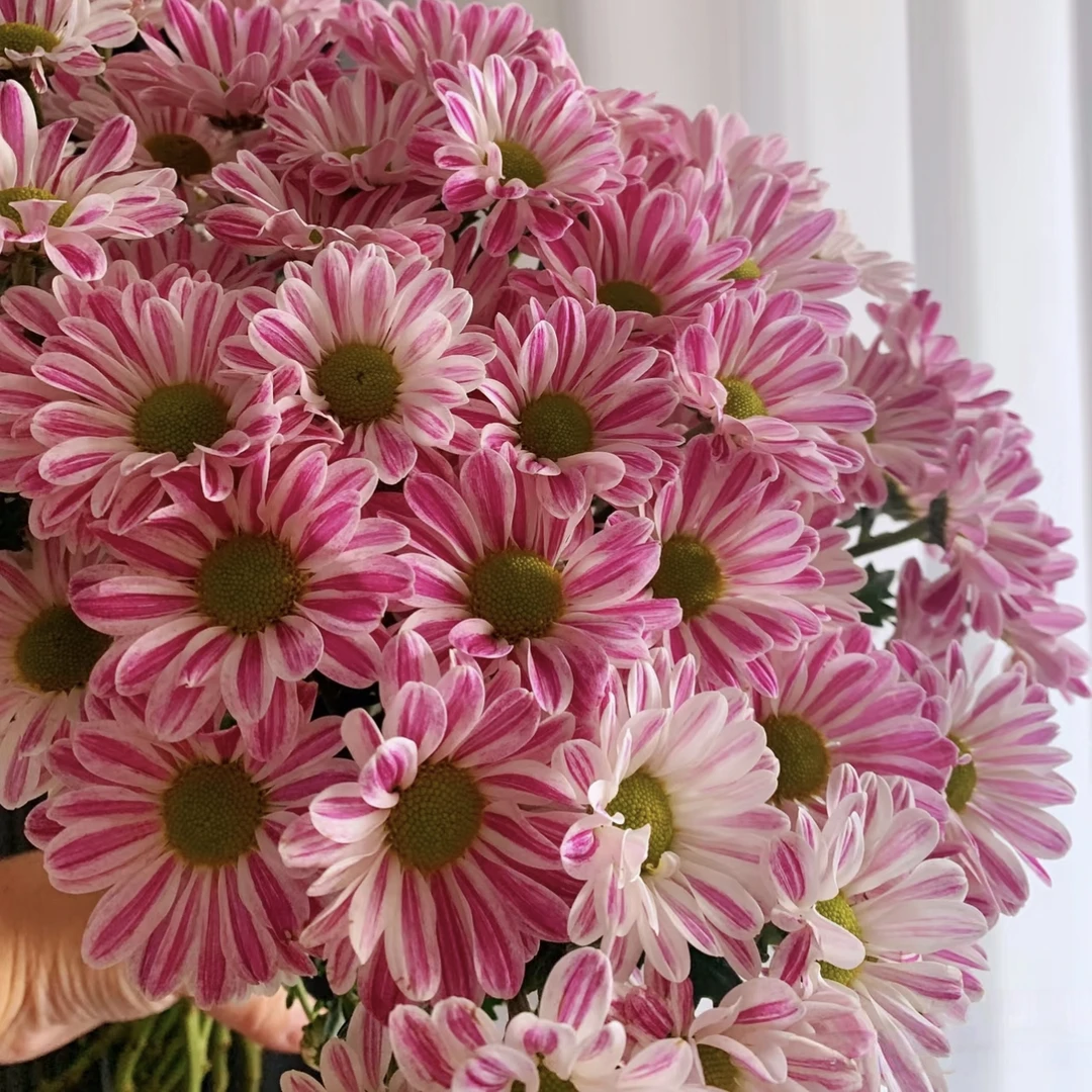 网红斑纹菊花小菊盆栽四季开带花苞阳台庭院好养绿植观花植物