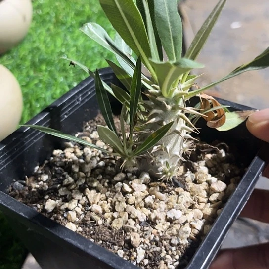 惠比顺笑一物一拍