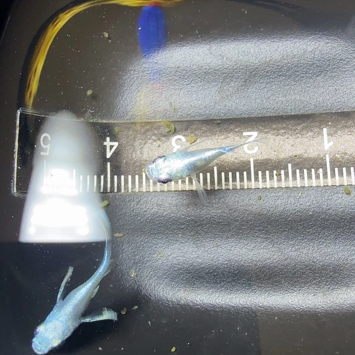 青鳉鱼24号拍品天使球球