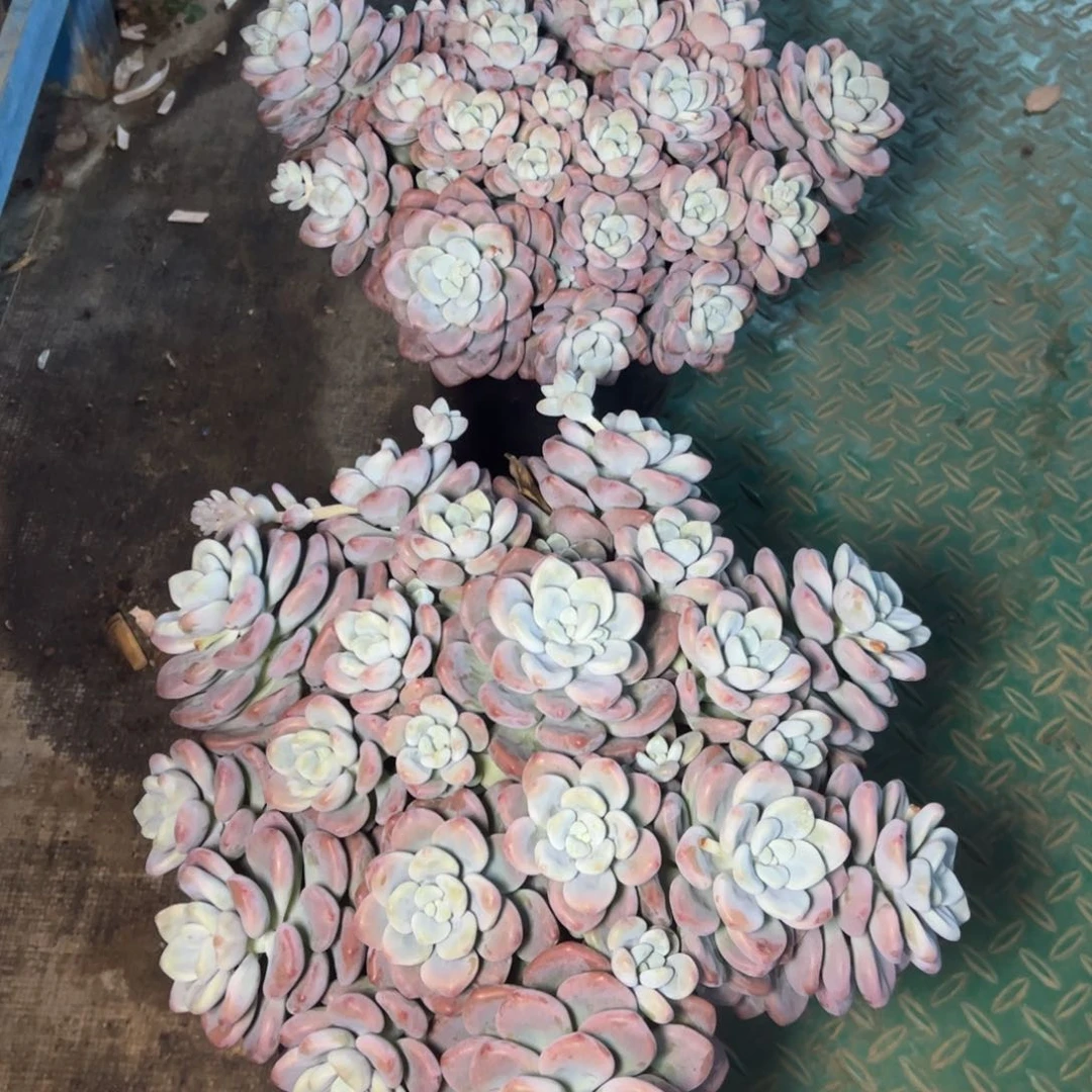 平头洛神一颗，。，