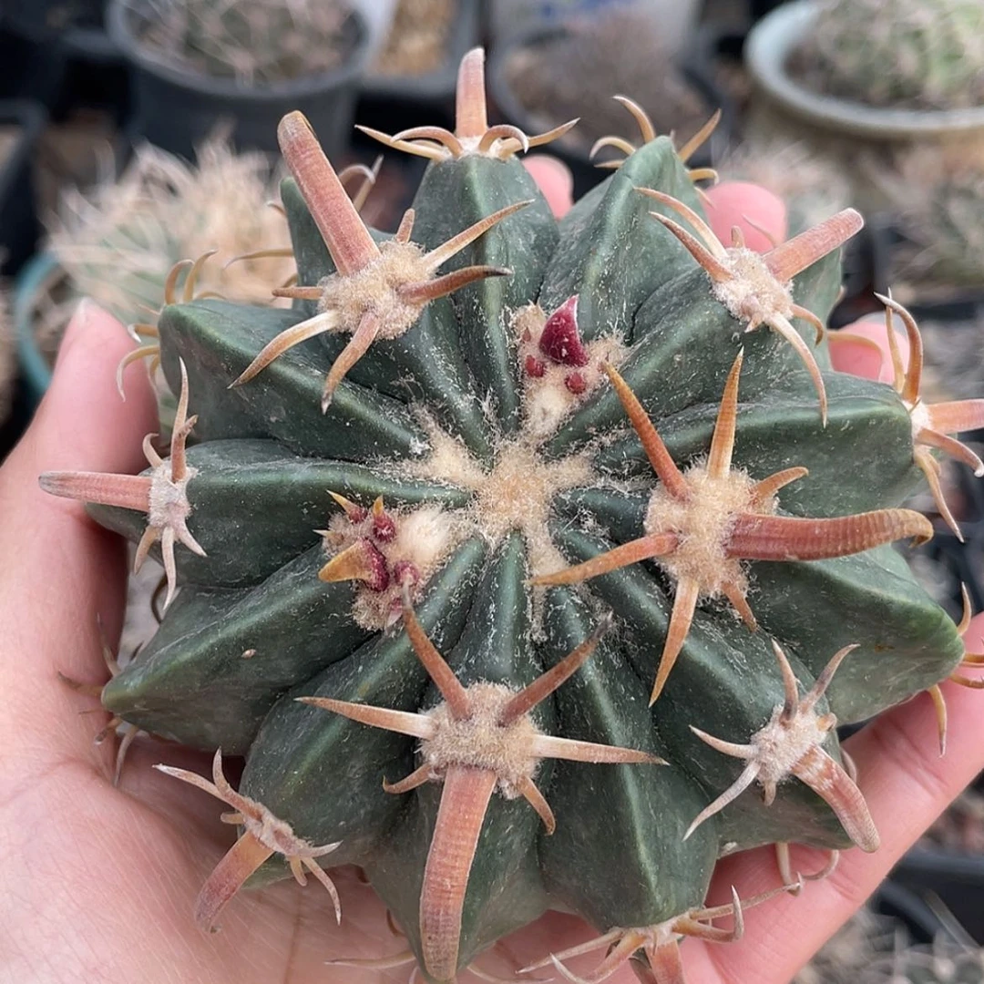 【闪购商品】武藏凌波才冒根66666