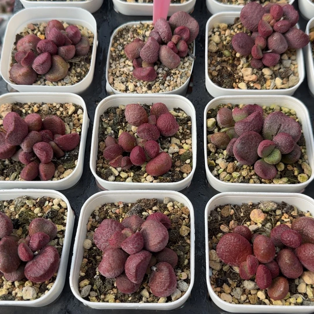 夏娃多肉量拍链接