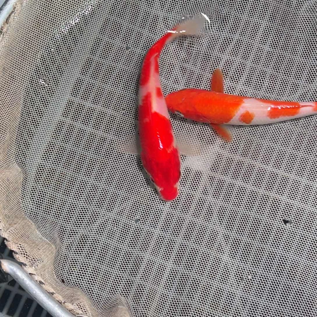 锦鲤锦鲤观赏鱼1111