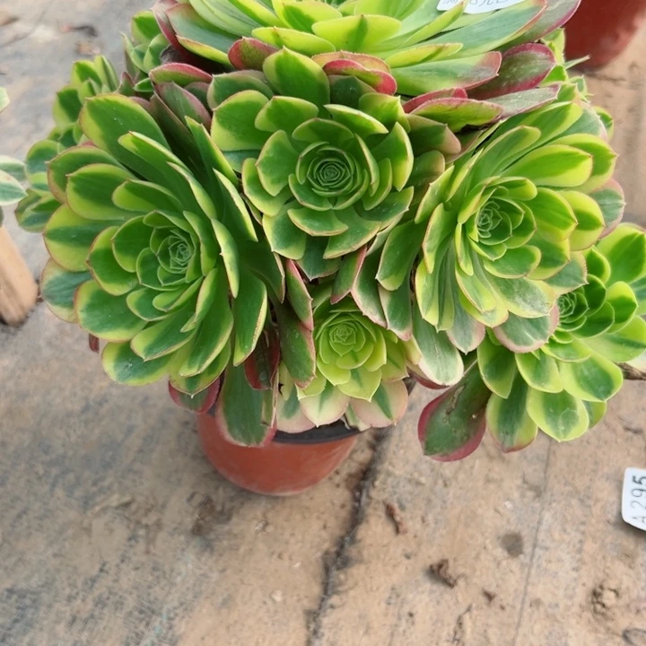 302奶白多肉植物