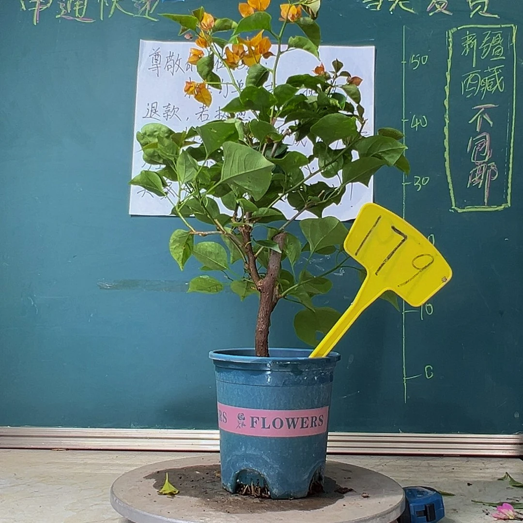 当前无花栽培后可以开花柠檬黄 179