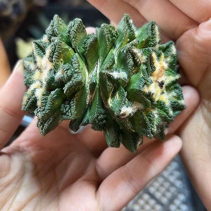 双头苗接辛盾牡丹无根7公分