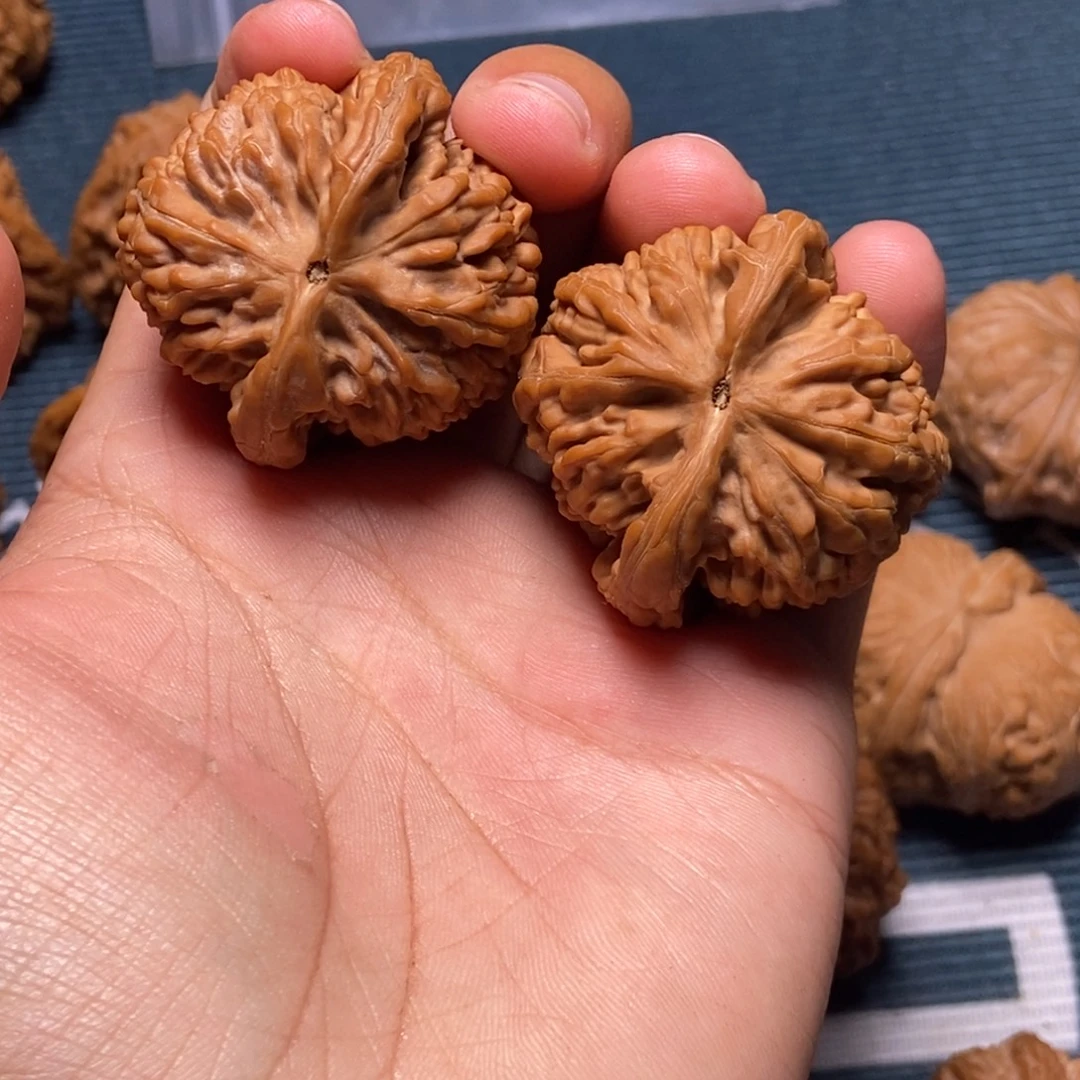 风***逸40尺全品蚂蚁王白茬