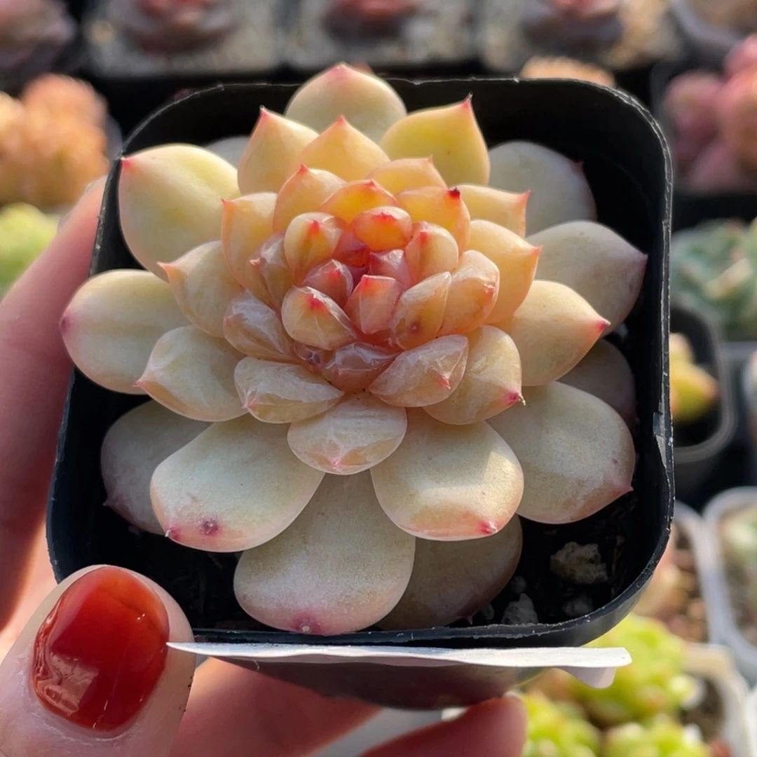 288号糖心冰心珍妮