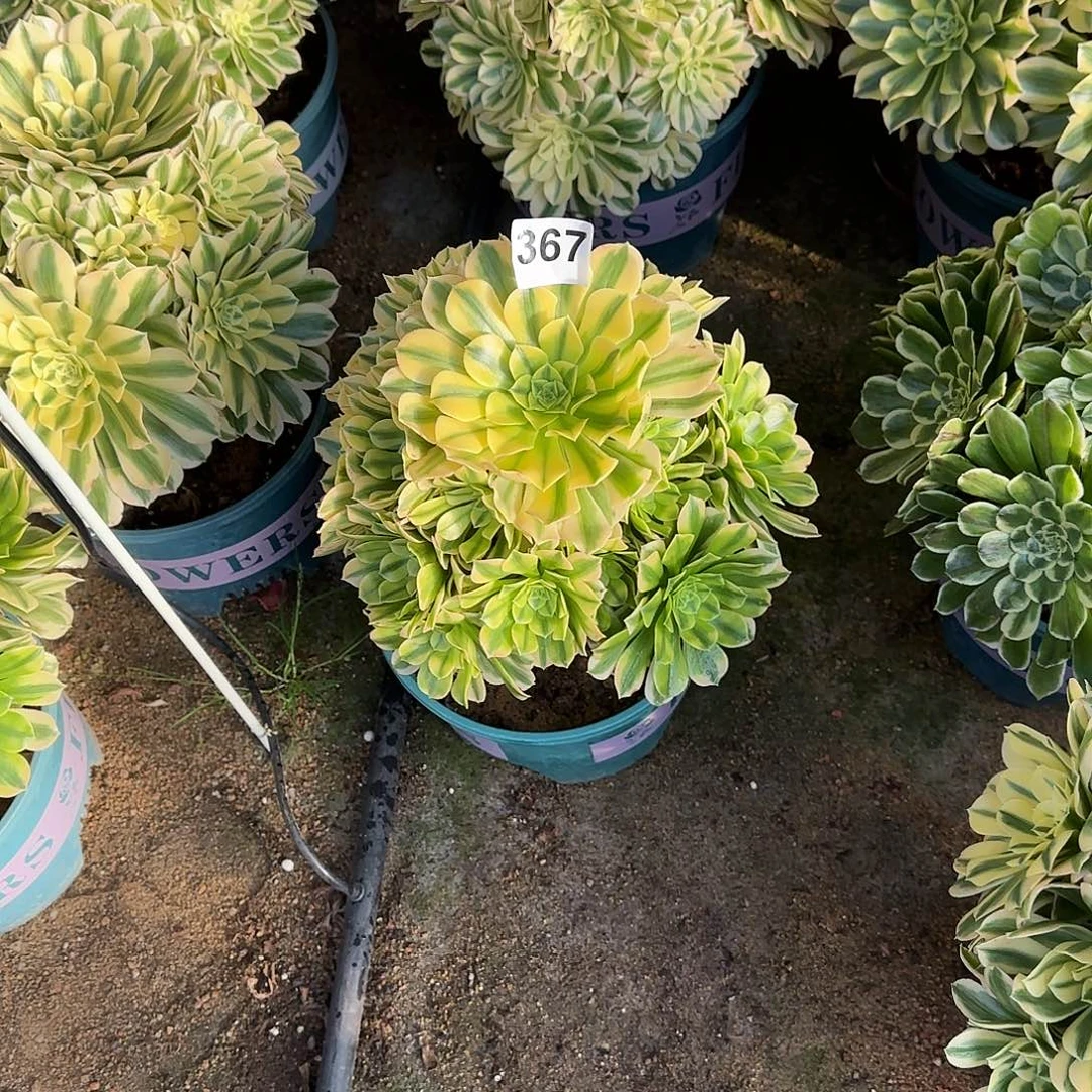 多肉植物金斯翡翠367