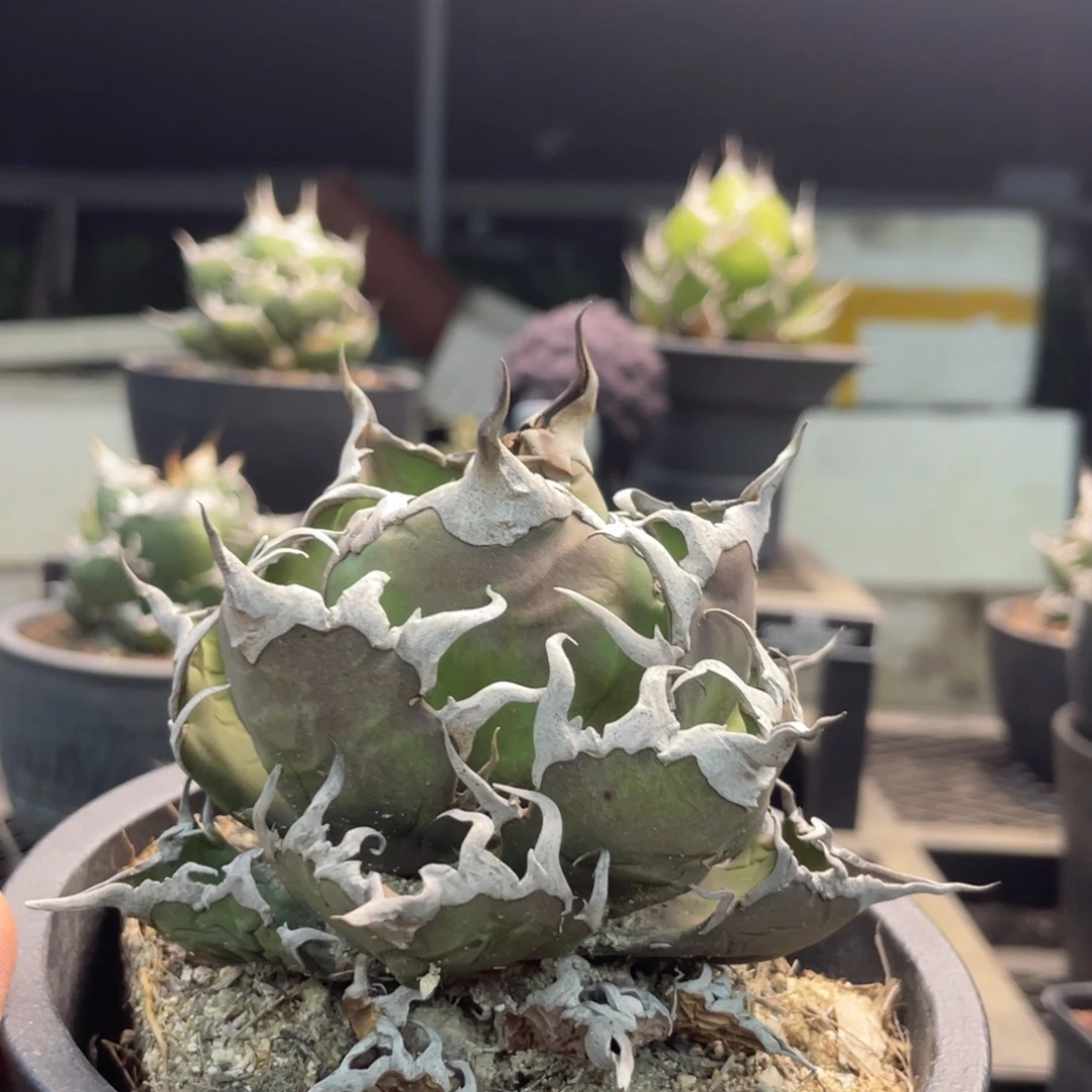 凯撒不带盆8888888888888