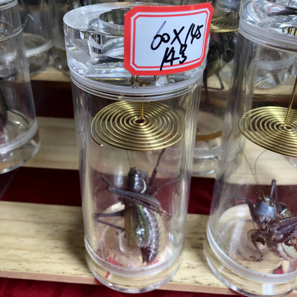 60✖️145蝈蝈 药蝈蝈