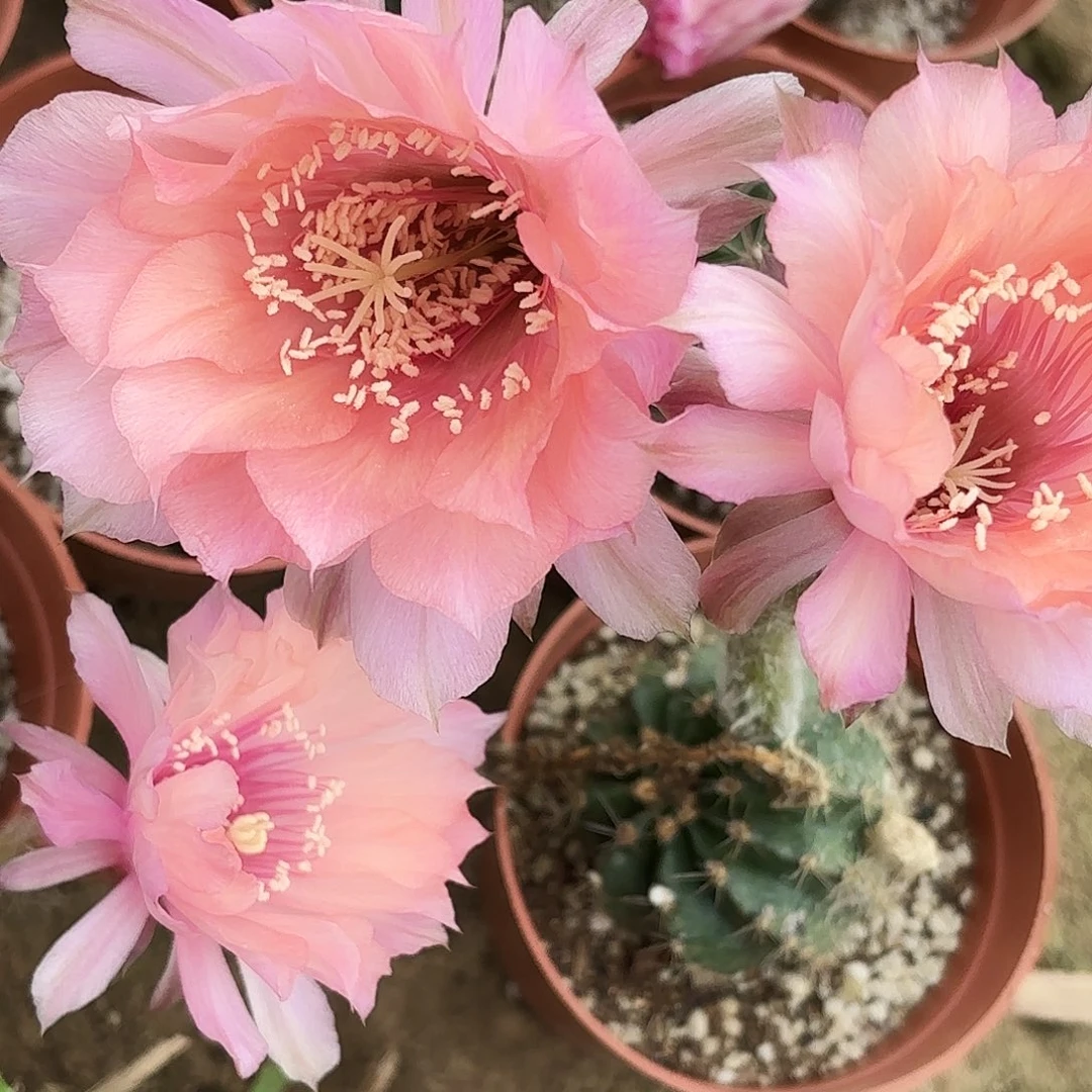 带根睡美人带根瑕疵4-5公分