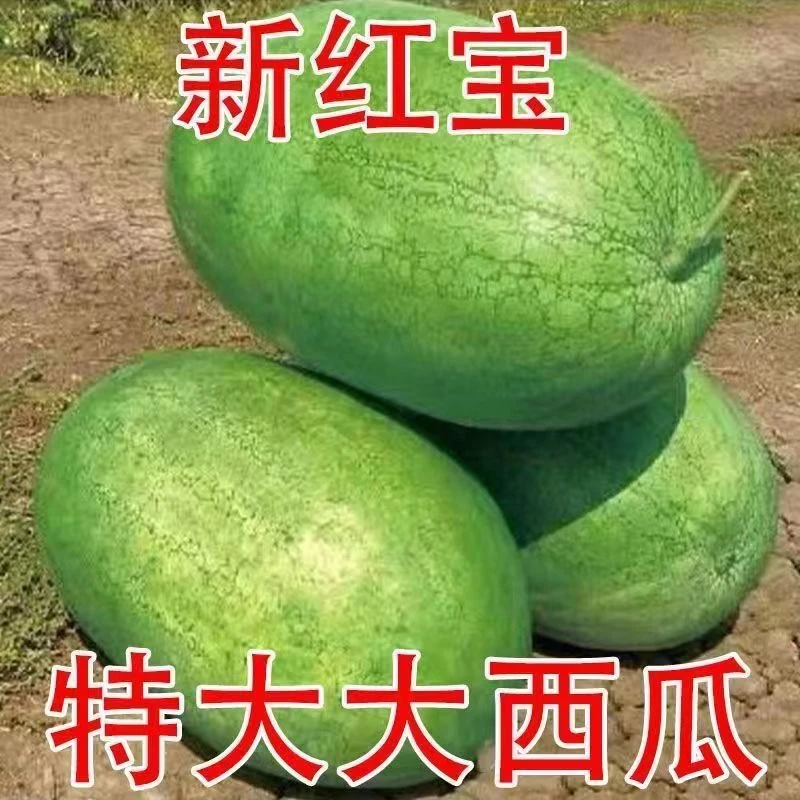 【全店满5包包邮】西瓜种子特大新红宝西瓜种籽