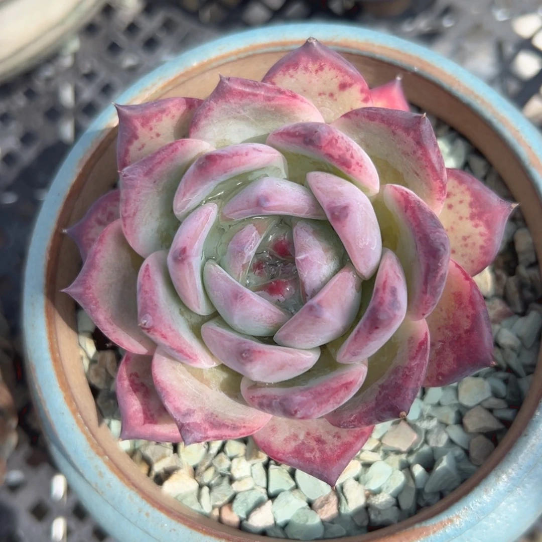 红拉糖精控多肉一物一拍