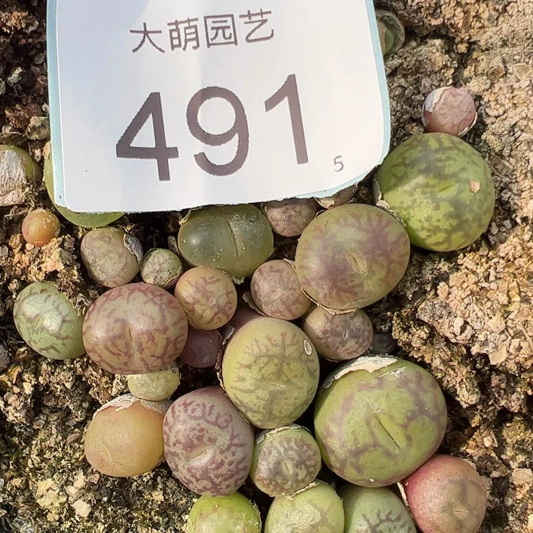 0000691量拍吕红×超墨2颗